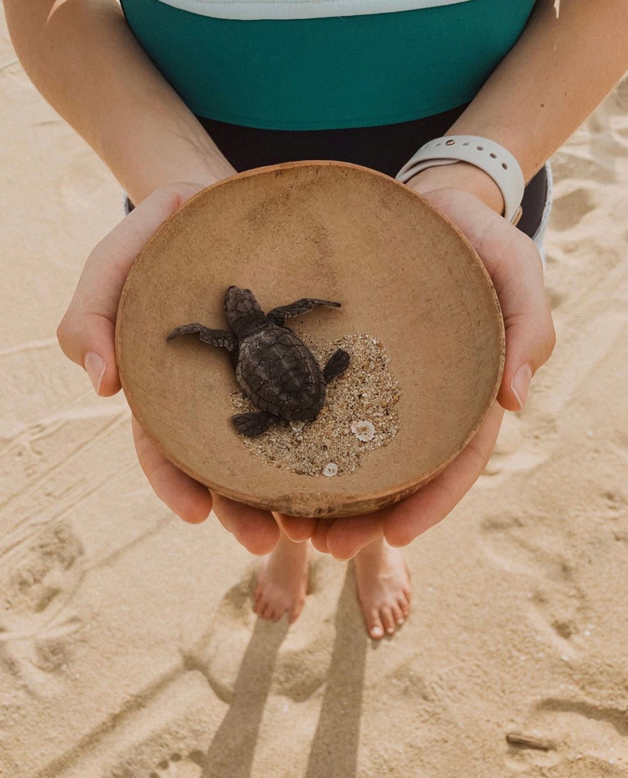 Releasing Baby Turtles into the Ocean - My Organized Chaos