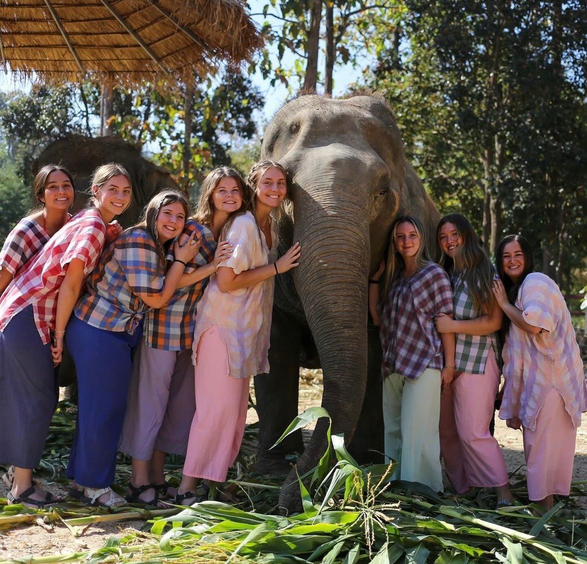 Bathing elephants in Thailand