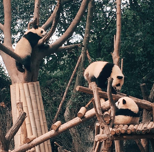 Giant Pandas in China 